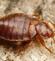 bedbug_5_manhattan_exterminator